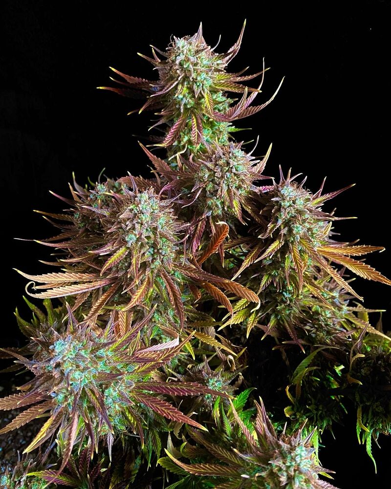 Guava Auto, Фасовка: 5, изображение 42